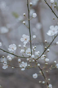 洁白花蕾初绽，枝头春意悄然来