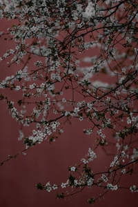 白花映红墙，古韵春色入画来