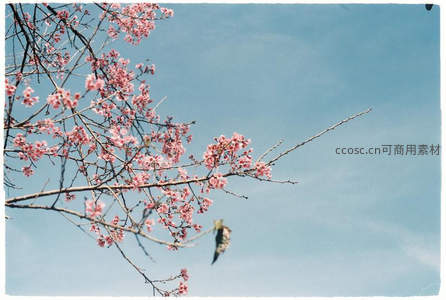粉樱枝头映蓝天，春意盎然