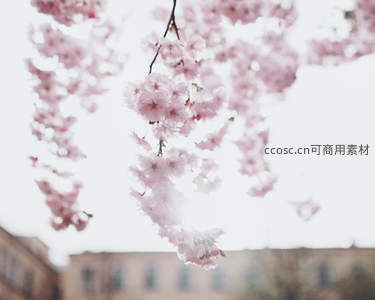 柔光樱花垂枝，梦幻朦胧