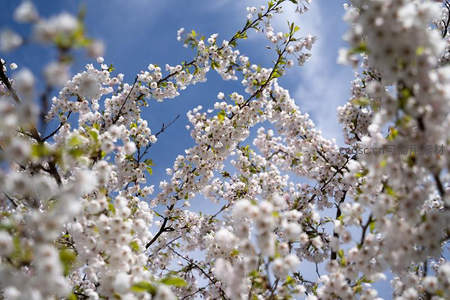 洁白繁樱满枝头，蓝天作幕