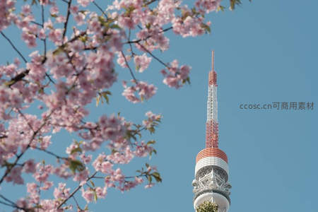 粉樱点缀塔尖，晴空万里