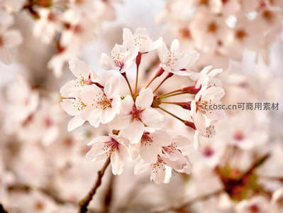 特写樱花蕊，细腻柔美