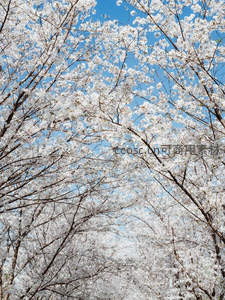 仰望樱花如雪，枝头绽放春日天堂