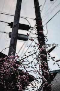 电线杆旁，粉梅怒放迎春风