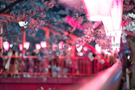 夜樱灯影下的浪漫花海