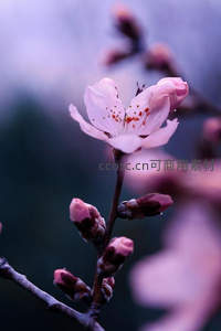 单朵桃花特写，晨露点点娇艳