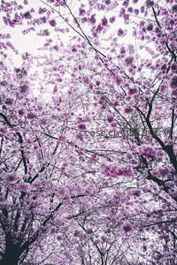 仰望满树繁樱，紫霞漫天如梦