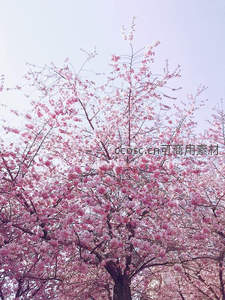 仰望满树繁樱如云霞