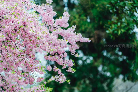 粉嫩樱花枝头绽放，春意盎然