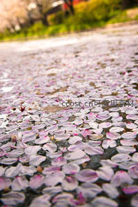 落樱铺满水面，浪漫如诗