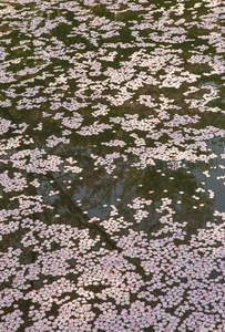 池面落樱点点，如雪似梦