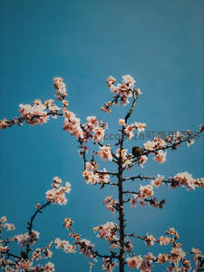 蓝天映衬下盛开的粉色花枝与栖息小鸟