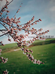 桃花枝头初绽，田野春色