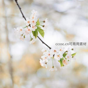 洁白樱花开枝头，柔美清新