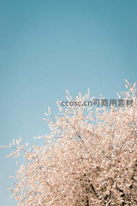 仰拍视角下樱花树冠与澄澈蓝天相接