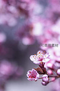 单朵粉色樱花在朦胧背景中独自绽放