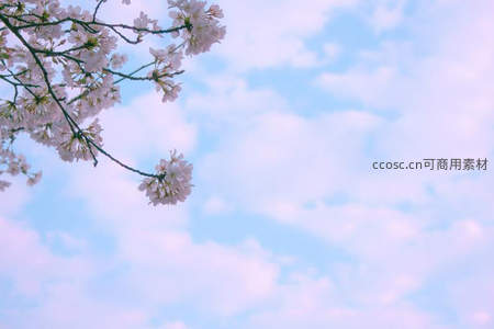 粉樱枝头映蓝天，云霞如梦春意浓