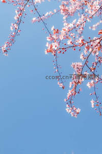 红樱缀枝向碧空，晴日花开正烂漫