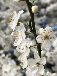 白梅绽放枝头俏，花蕊金黄迎春风