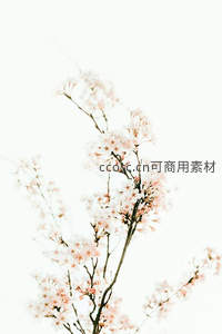 素雅樱花枝条舞，纯白背景显清丽