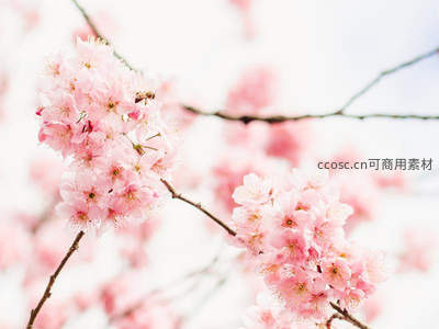 蜜蜂采蜜樱花丛，春意盎然花间舞