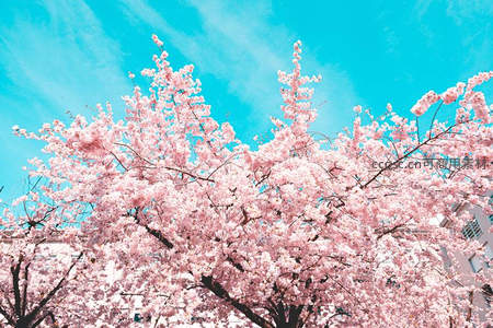 满树樱花映碧空，城市春景如画卷