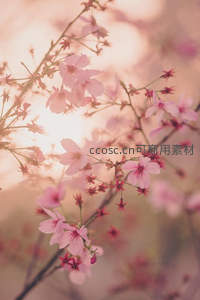 夕照樱花，柔光晕染粉瓣