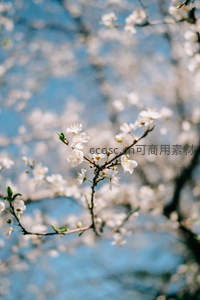 蓝天映衬下盛开的白色樱枝