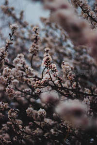 朦胧光影中繁密的梅花枝丛