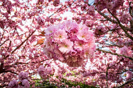粉红重瓣樱花簇拥如云霞