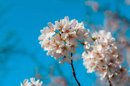 洁白樱花簇拥绽放，晴空万里春意盎然