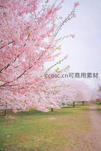 樱花小径蜿蜒，粉花如云铺满春路