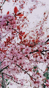 红叶映衬粉樱，春日绚烂如画卷