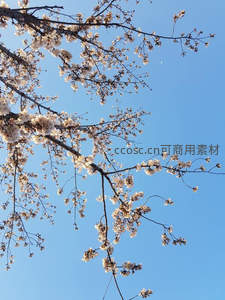 仰拍樱花满树，蓝天为幕显高洁