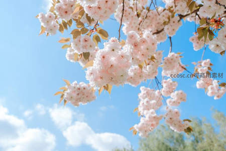 蓝天映衬下盛开的粉色樱花