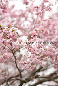 朦胧梦幻的粉色樱花树丛