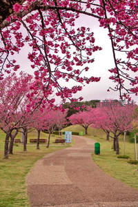 樱花隧道小径，春日公园漫步景