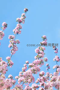 蓝天映衬樱花枝，仰拍春日烂漫