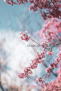 粉樱枝头映蓝天，春意盎然花满梢