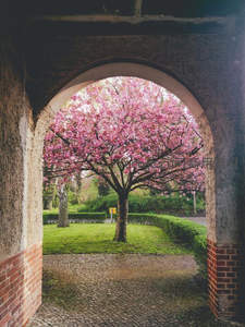 拱门框住满树樱，庭院深深春色浓