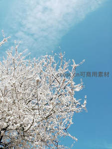 洁白梨花缀枝头，碧空如洗映清雅