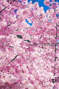 粉樱如云映蓝天，春意盎然满枝头