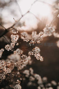 暖阳斜照花枝，朦胧白樱如梦境