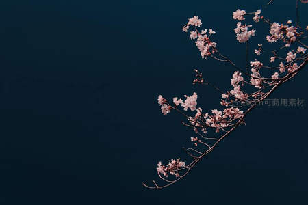 深蓝夜幕下，孤枝樱花静谧绽放