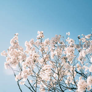 蓝天映衬下盛开的洁白樱花