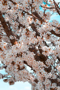 特写镜头下的樱花细节之美