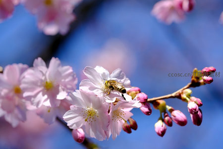 蓝天映衬下樱花与蜜蜂共舞