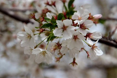 洁白樱花簇拥绿叶迎春风