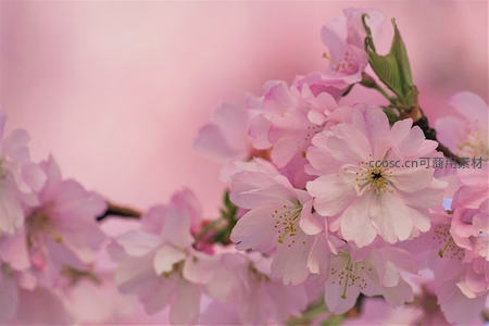 梦幻粉色樱花背景温柔绽放